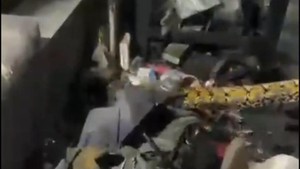 Damkar Parepare Evakuasi Ular Piton 7 Meter Sembunyi di Bengkel Motor