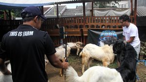Dari Kandang ke Layar Ponsel, Live Streaming Jualan Kambing Kurban