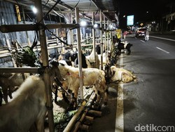 Berburu Hewan Kurban Pasar Kambing Semarang, Harga Mulai Rp 2 Jutaan