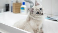 10 Tips Memandikan Kucing yang Galak Agar Tidak Dicakar, Kamu Harus Tahu!