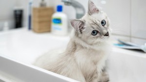 10 Tips Memandikan Kucing yang Galak Agar Tidak Dicakar, Kamu Harus Tahu!