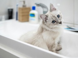 10 Tips Memandikan Kucing yang Galak Agar Tidak Dicakar, Kamu Harus Tahu!