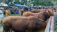 Harga Sapi di Pasar Hewan Lumajang Naik Menjelang Idul Adha