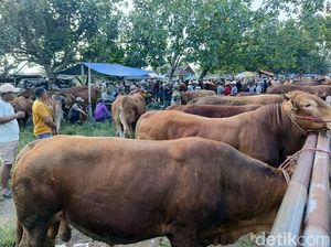 Harga Sapi di Pasar Hewan Lumajang Naik Menjelang Idul Adha