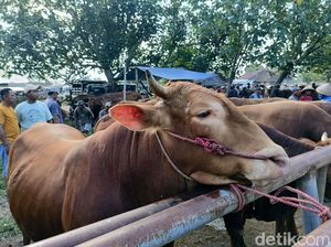 IPB Perketat Pemeriksaan Hewan Kurban di Tengah Ancaman PMK