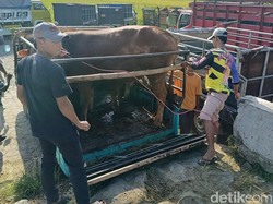 Video: Harga Sapi di Pasar Hewan Lumajang Naik Rp 3 Juta Jelang Idul Adha