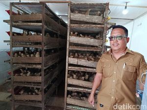 Mandiri Lewat Dana Desa, Desa Serang Cirebon Raup Cuan dari Puyuh