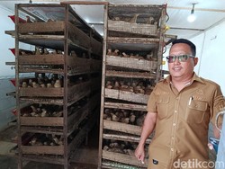 Mandiri Lewat Dana Desa, Desa Serang Cirebon Raup Cuan dari Puyuh