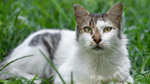 Mengapa Bangkai Kucing Mati Jarang Terlihat? Ini 15 Alasan di Baliknya