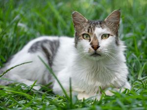 Mengapa Bangkai Kucing Mati Jarang Terlihat? Ini 15 Alasan di Baliknya