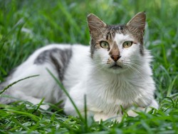 Mengapa Bangkai Kucing Mati Jarang Terlihat? Ini 15 Alasan di Baliknya