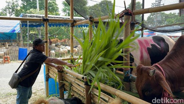 Lapak Penjual Hewan Kurban Mulai Bermunculan di Kota Surabaya