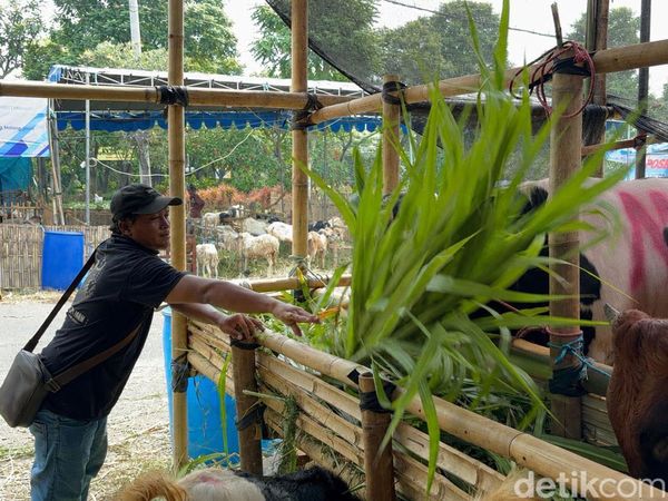 Lapak Penjual Hewan Kurban Mulai Bermunculan di Kota Surabaya