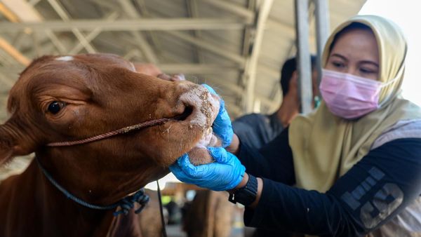 Pemeriksaan Hewan Kurban Diperketat Jelang Idul Adha