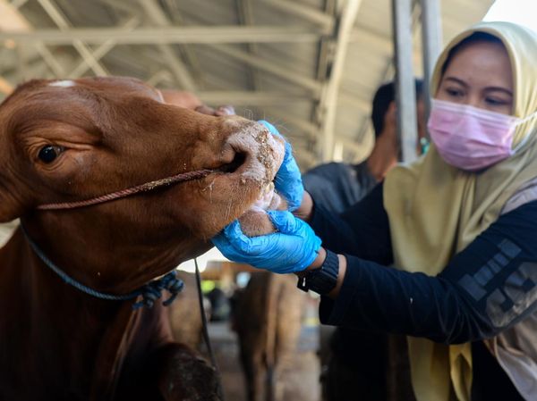 Pemeriksaan Hewan Kurban Diperketat Jelang Idul Adha