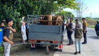 Jelang Idul Adha, Pengawasan Ternak di Perbatasan Lamongan Diperketat