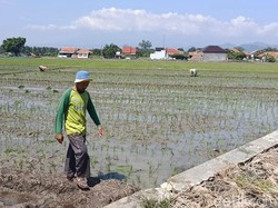 Rupiah Melemah, Petani Cirebon Menjerit Harga Pestisida Melejit