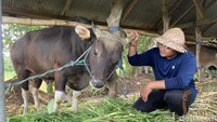 Video Keren, Sapi Milik Peternak Gen Z di Klungkung Dibeli Prabowo Rp 60 Juta