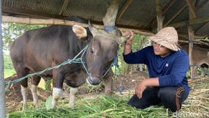 Video Keren, Sapi Milik Peternak Gen Z di Klungkung Dibeli Prabowo Rp 60 Juta