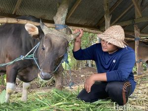 Bangganya Peternak Gen Z di Klungkung Sapinya Dibeli Presiden untuk Kurban