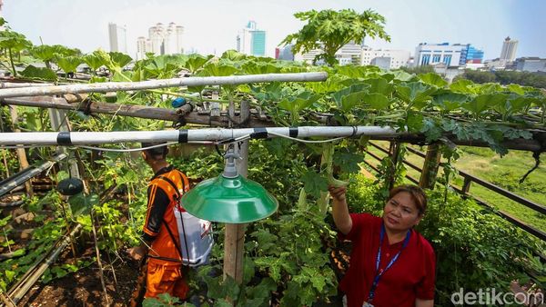 Rooftop Kantor Kelurahan Tangki Dimanfaatkan untuk Pertanian Kota