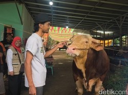Sumsel Dapat 18 Sapi Kurban dari Presiden Prabowo