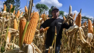 Berita dari Detik Finance: Serapan Jagung Nasional Digenjot hingga Satu Juta Ton