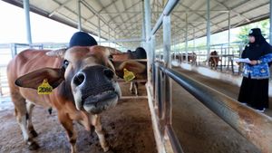Aceh Kembangkan Bibit Sapi Unggul untuk Ketahanan Pangan