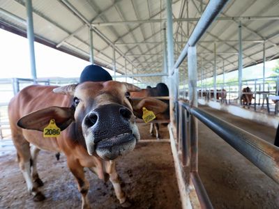 Aceh Kembangkan Bibit Sapi Unggul untuk Ketahanan Pangan