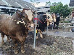 5 Hal yang Harus Disiapkan Sebelum Pelaksanaan Kurban, Apa Saja?