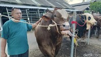 Menilik Kandang Sapi Jumbo di Lumajang, Diminati Pembeli dari Surabaya hingga Jakarta