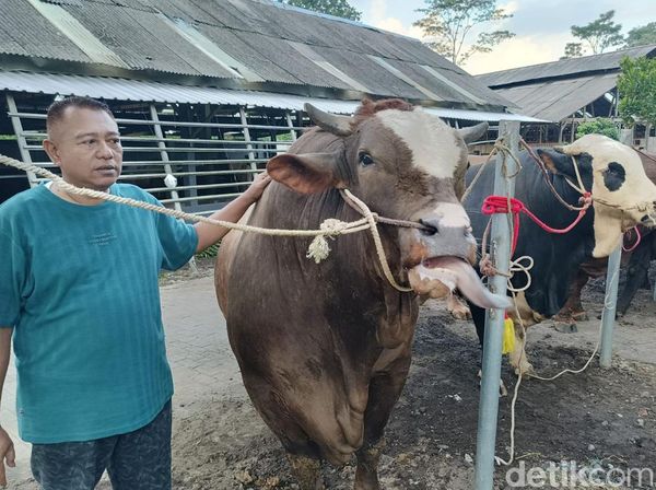 Menilik Kandang Sapi Jumbo di Lumajang, Diminati Pembeli dari Surabaya hingga Jakarta