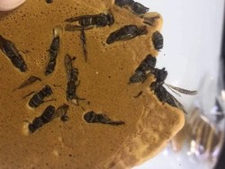 Bukan Udang atau Ikan, Kerupuk Jepang Ini Pakai Topping Tawon Kering