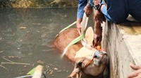 Sapi Baru Dibeli Nyemplung Bak Air 4 Meter di Klaten, Begini Cara Evakuasinya