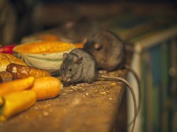 Waspada! Tikus dan Kecoak Mudah Datang karena 5 Makanan Ini