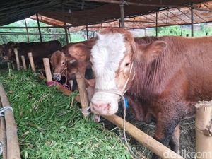 Ketentuan Pembagian Daging Kurban, Ini Penjelasannya