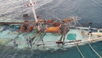 13 Sapi Mati Akibat Kapal Tenggelam di Selayar Ternyata Hewan Kurban