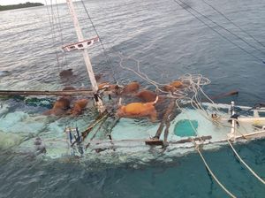 Kapal Angkut Ternak Tenggelam di Selayar Akibat Cuaca Buruk, 13 Sapi Mati