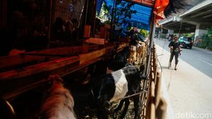 Pemprov DKI Larang Pedagang Jual Hewan Qurban di Trotoar