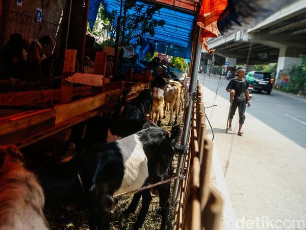 Pemprov DKI Larang Pedagang Jual Hewan Qurban di Trotoar
