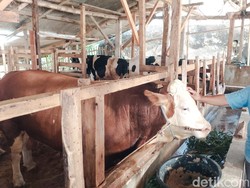 Mayor, Sapi Jumbo 1 Ton Asal Cisarua yang Dibeli Prabowo