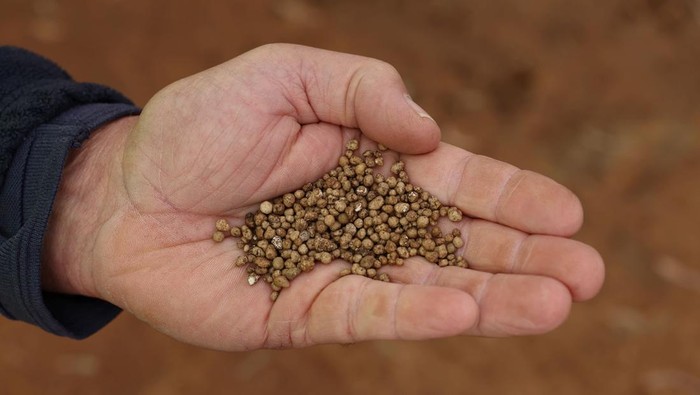 Petani Australia mengurangi penanaman gandum dan penggunaan pupuk akibat kenaikan biaya bahan bakar serta pupuk di tengah gangguan pasokan global.