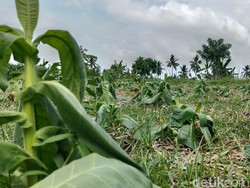 Cuaca Tak Menentu, Petani Tembakau di Lombok Timur Terancam Gagal Panen