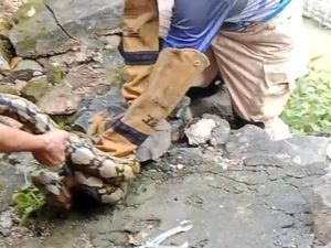 Hiii... Ular Sanca 4,5 Meter Bekeliaran di Pemukiman Warga Nganjuk
