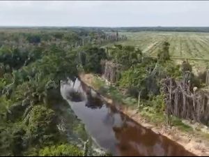 Potret Udara Sempadan Anak Sungai Nilo Dirusak Korporasi Sawit di Riau