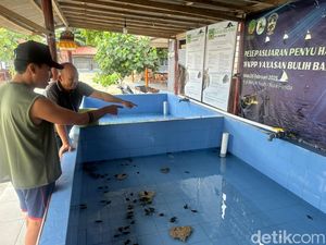 84 Tukik di Nusa Penida Hilang, Ternyata Masuk Septic Tank