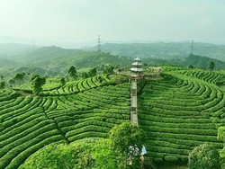 Ketelitian hingga Konsistensi Dijaga Sejak Awal untuk Rasa Teh Berkualitas