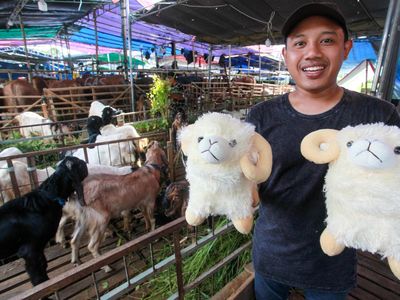 Beli Hewan Kurban Gratis Boneka Domba