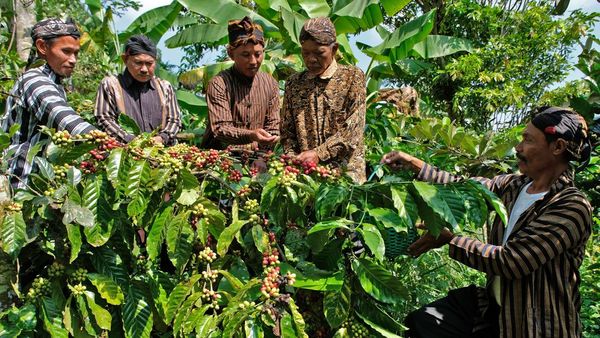 Doa dan Aroma Kopi Menyatu dalam Tradisi Nublek Kopi di Temanggung