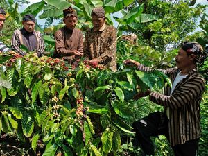 Doa dan Aroma Kopi Menyatu dalam Tradisi Nublek Kopi di Temanggung